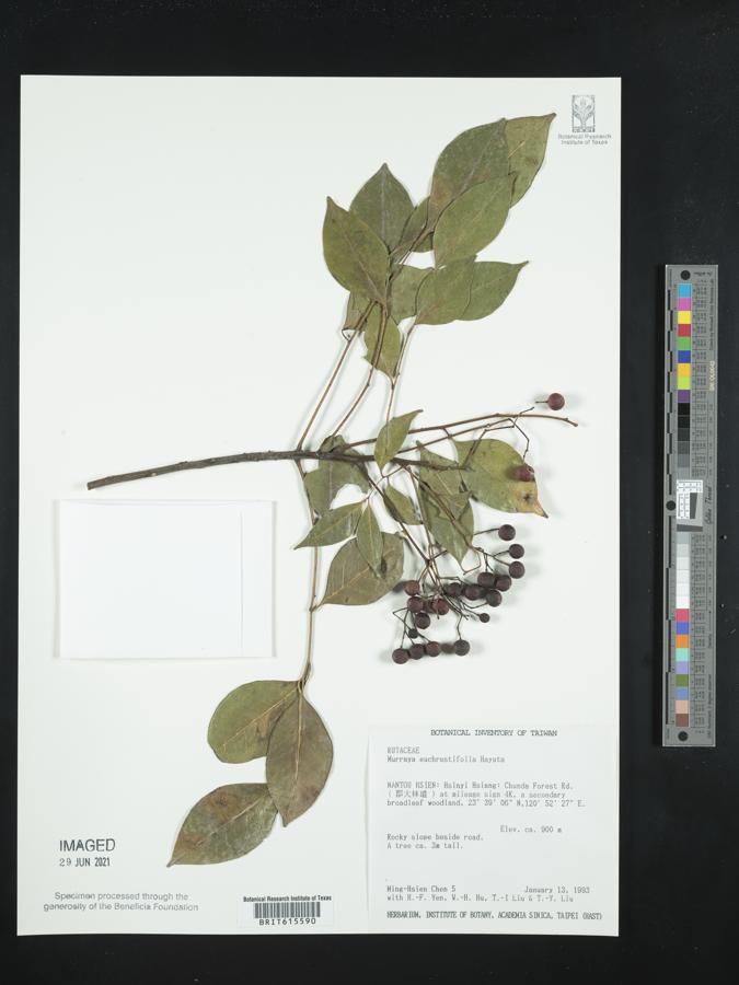 Murraya euchrestifolia image