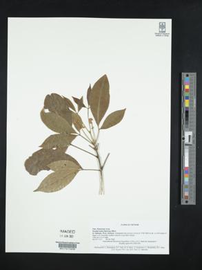 Melicope pteleifolia image