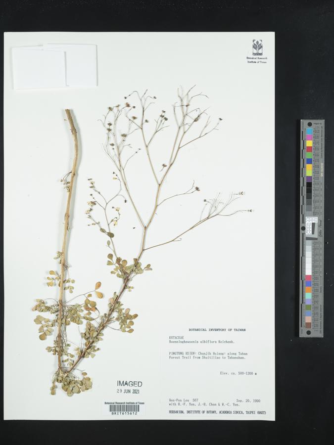 Boenninghausenia albiflora image