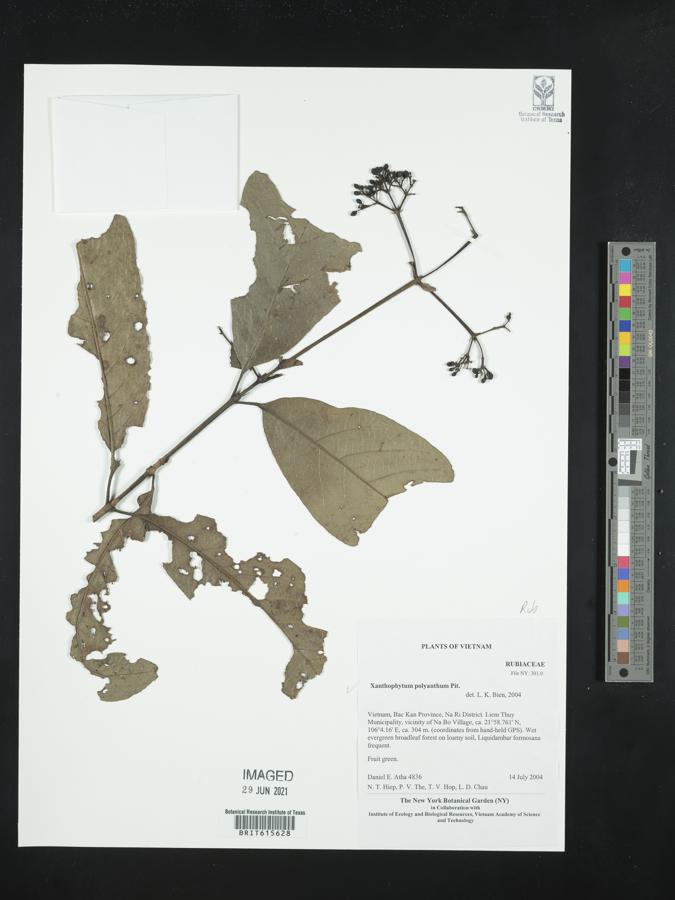 Xanthophytum polyanthum image
