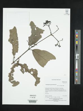 Media resource of Xanthophytum polyanthum