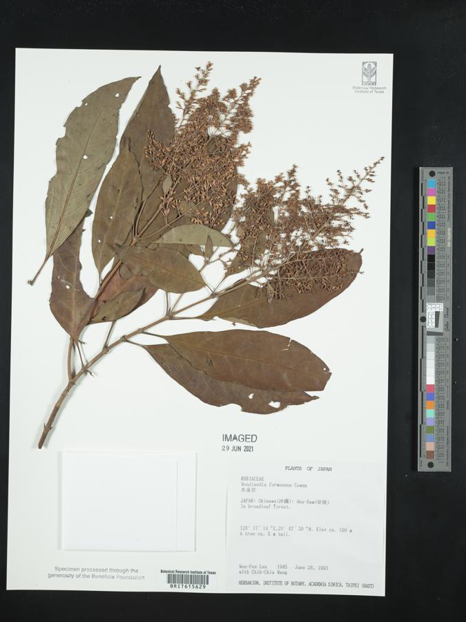 Wendlandia formosana image