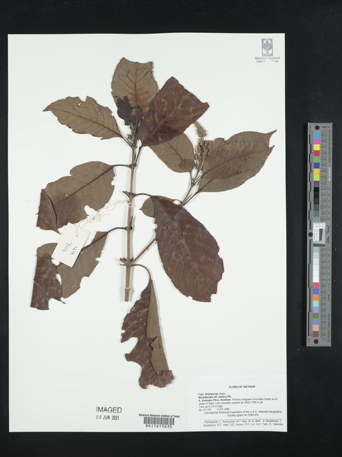 Wendlandia uvariifolia subsp. laotica image