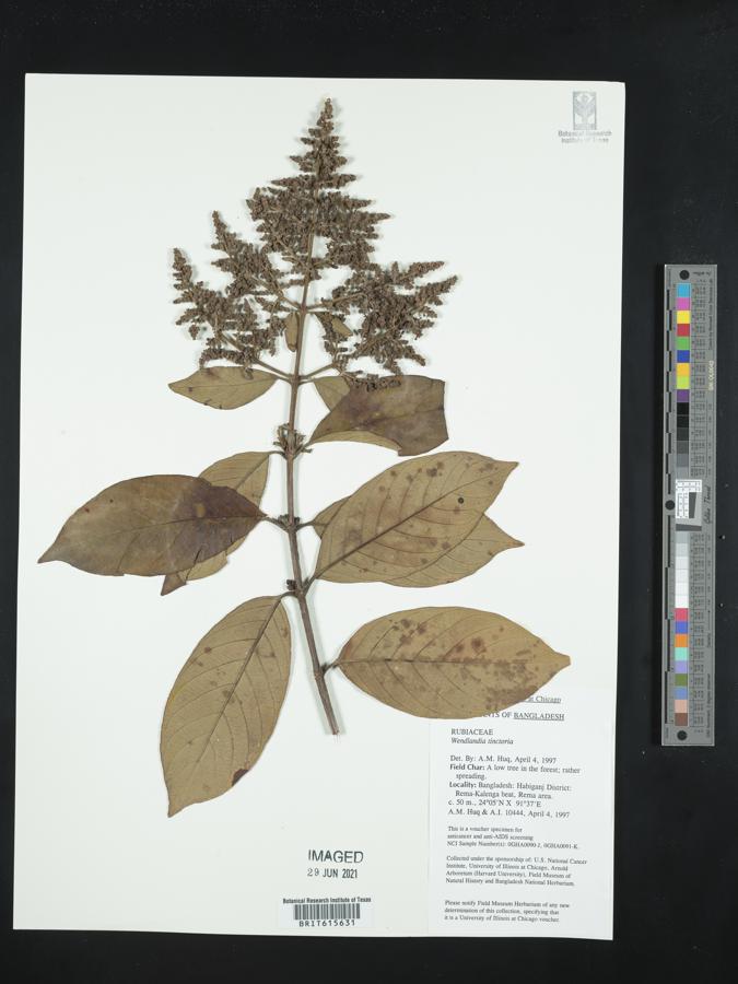 Wendlandia tinctoria image