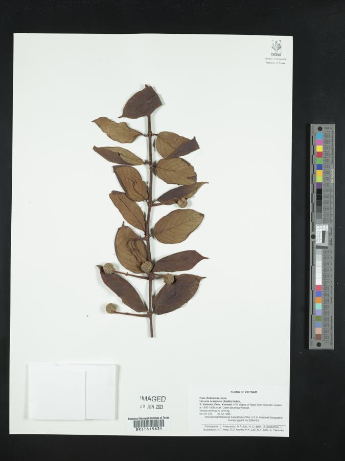 Uncaria scandens image