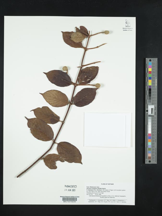 Uncaria scandens image
