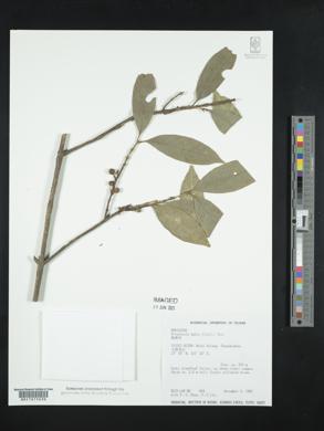 Diplospora dubia image