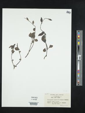 Image of Theligonum japonicum