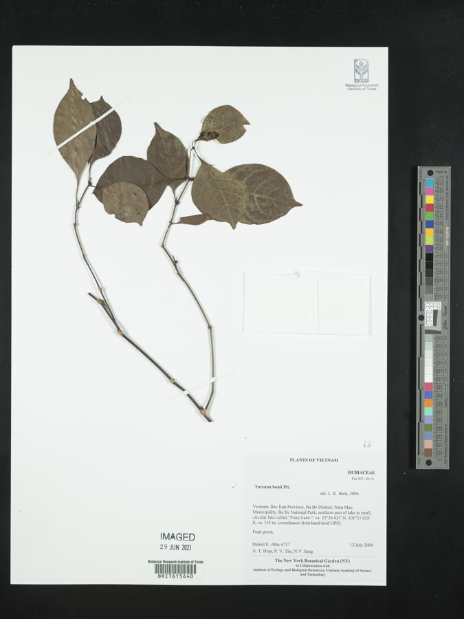 Tarenna bonii image