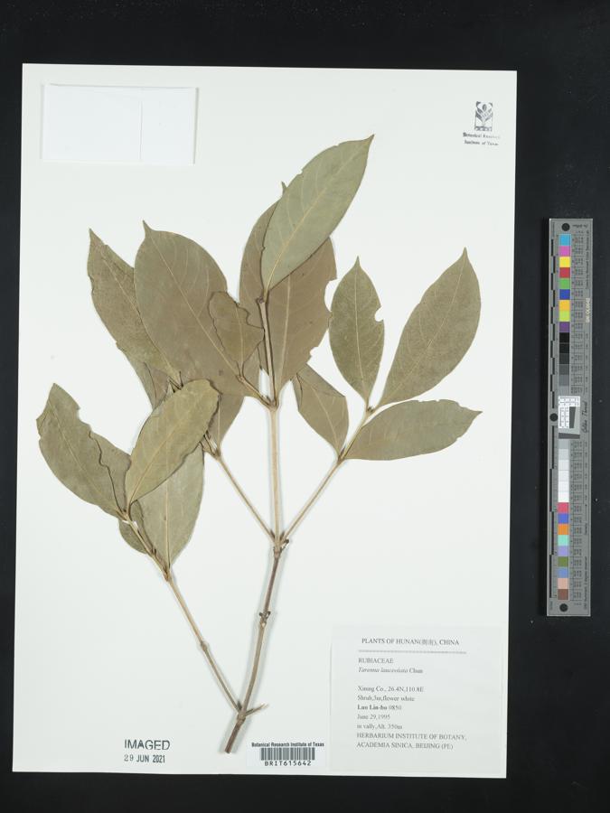 Tarenna lanceolata image