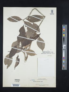 Saprosma arborea image
