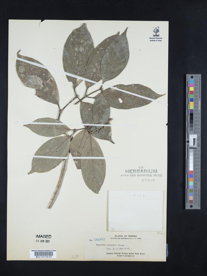Saprosma arborea image
