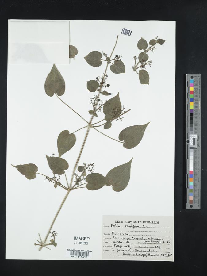 Rubia cordifolia image