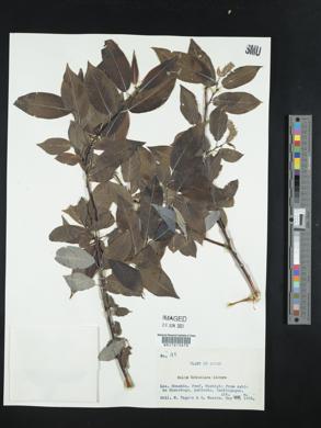 Image of Salix cardiophylla
