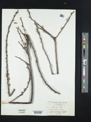 Salix vulpina image