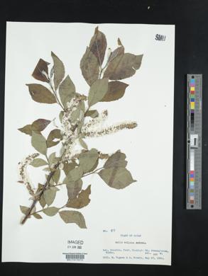 Salix vulpina image