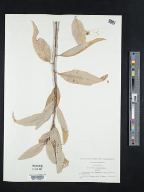 Salix acmophylla image