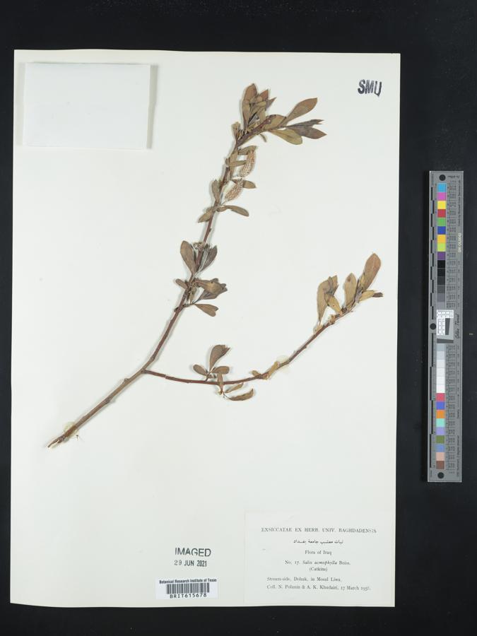 Salix acmophylla image