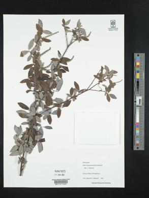 Image of Salix mesnyi