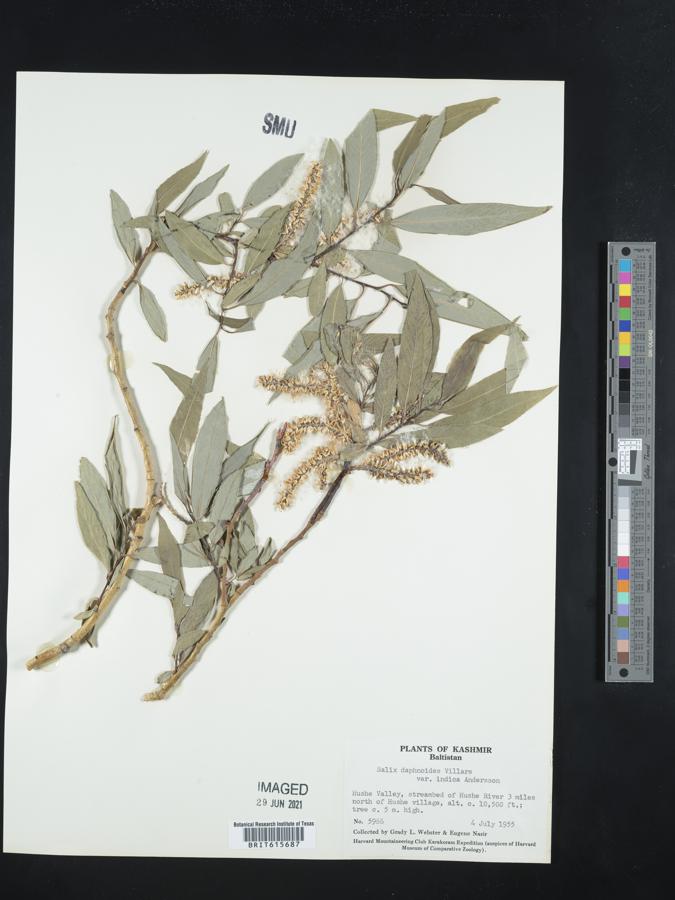 Salix dolichostachya image