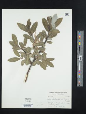 Salix denticulata image