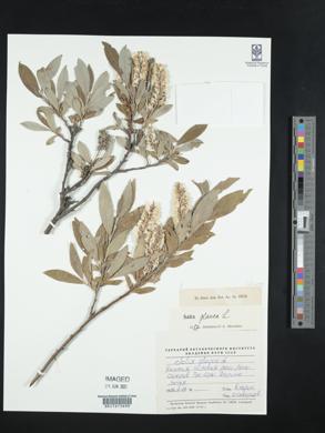 Salix glauca image