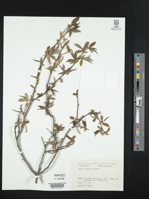 Salix japonica image