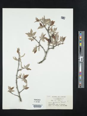 Salix japonica image