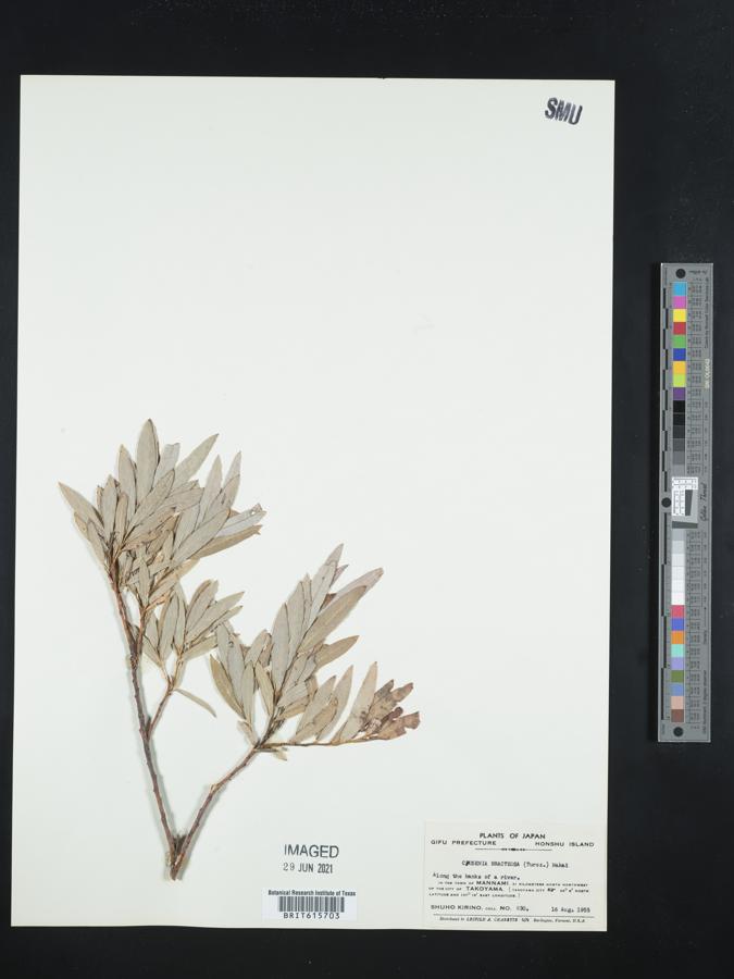 Chosenia arbutifolia image