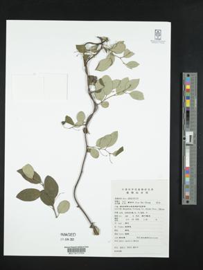 Image of Sabia japonica