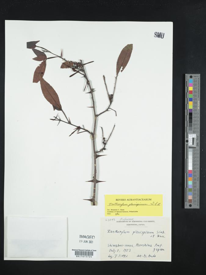 Zanthoxylum armatum var. subtrifoliolatum image