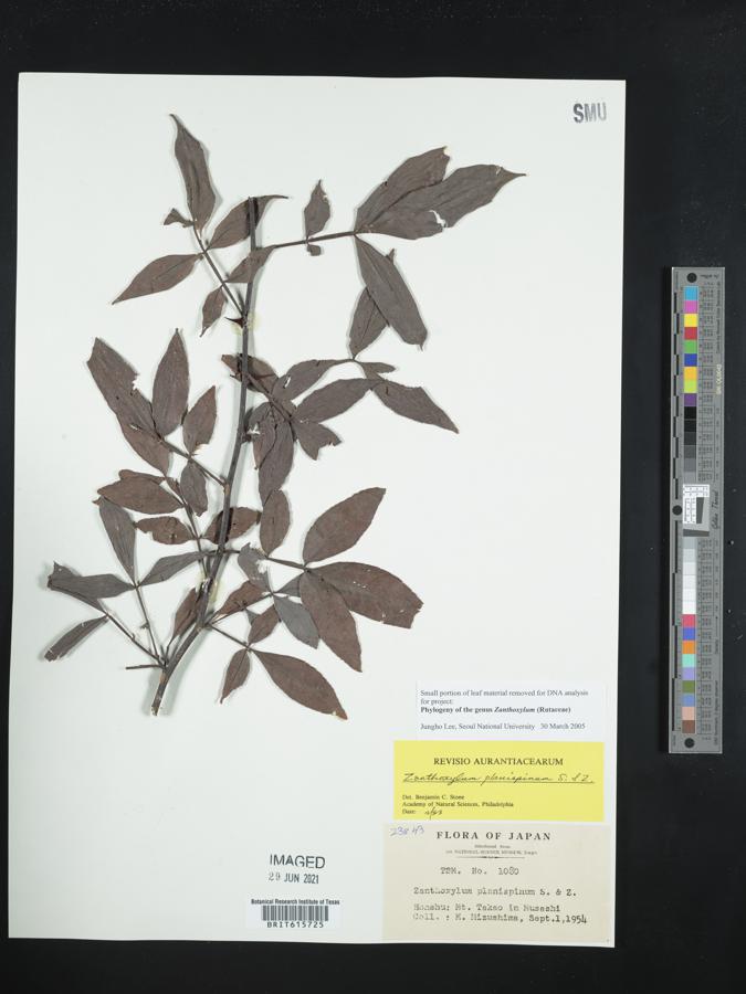 Zanthoxylum armatum var. subtrifoliolatum image