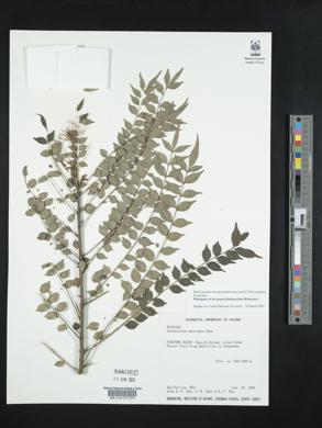 Zanthoxylum wutaiense image