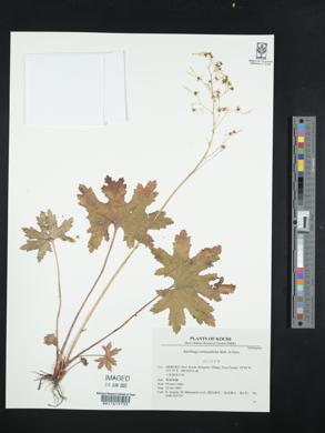Media resource of Saxifraga cortusifolia