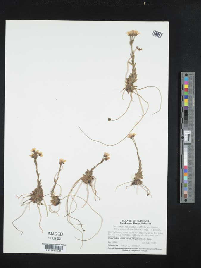 Saxifraga mucronulata image