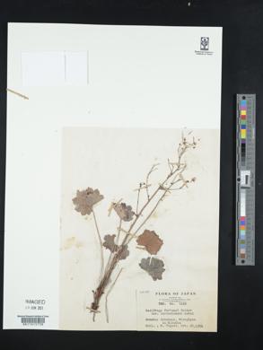 Saxifraga fortunei var. alpina image