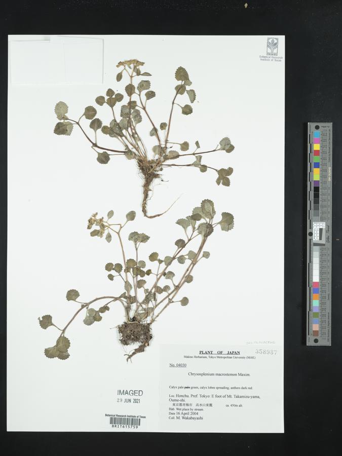 Chrysosplenium macrostemon image