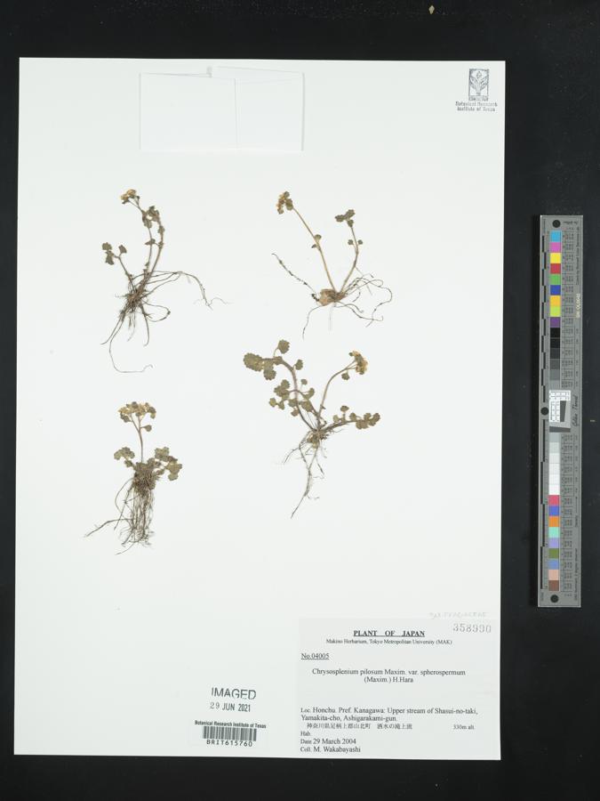 Chrysosplenium pilosum image