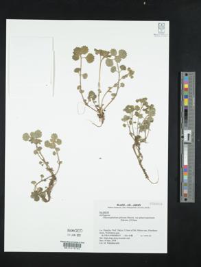 Chrysosplenium pilosum var. sphaerospermum image