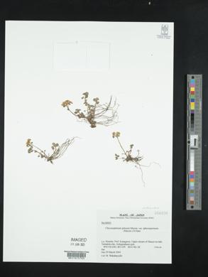 Chrysosplenium pilosum var. sphaerospermum image