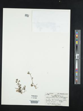 Image of Chrysosplenium rhabdospermum