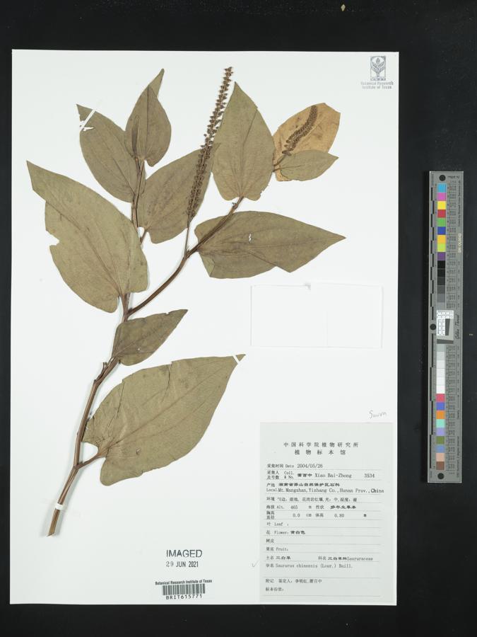 Saururus chinensis image