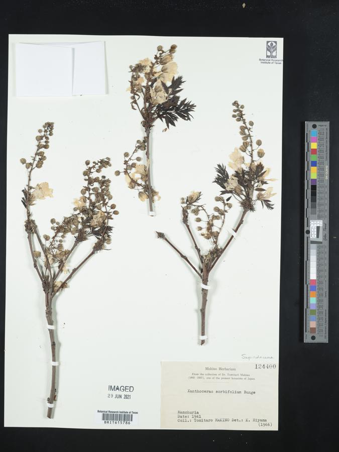 Xanthoceraceae image