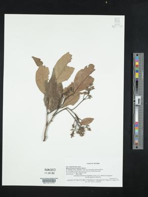 Mischocarpus sundaicus image