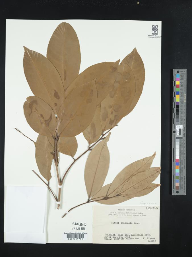 Litchi chinensis image