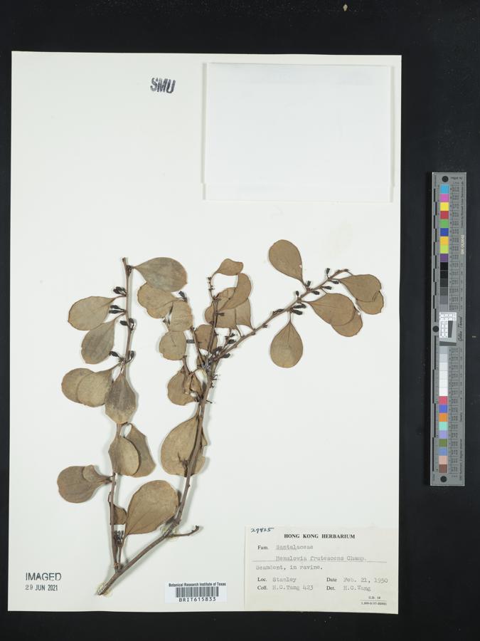 Dendrotrophe frutescens image