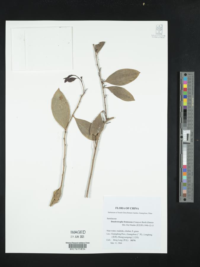 Dendrotrophe frutescens image