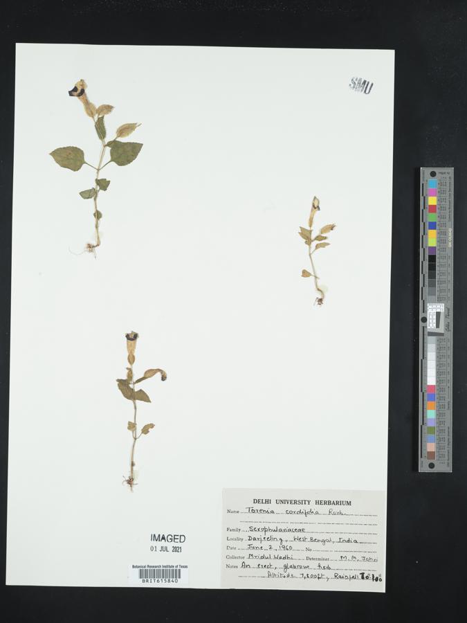Torenia cordifolia image