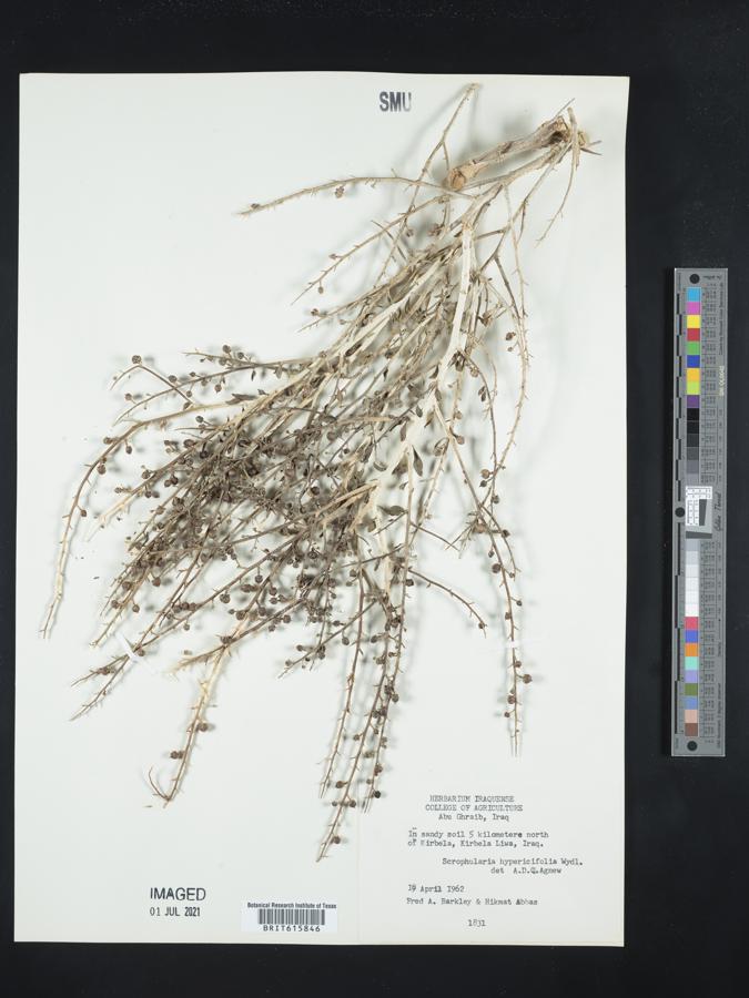 Scrophularia hypericifolia image