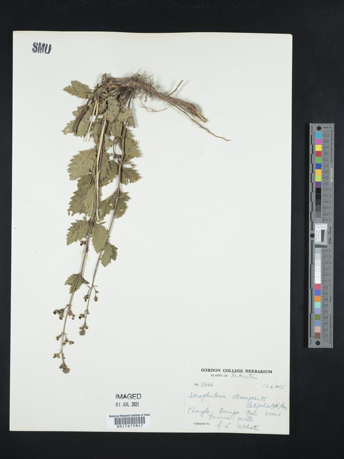 Scrophularia decomposita image